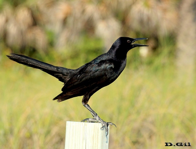BOAT TAILED GRACKLE (Quiscalus Major)